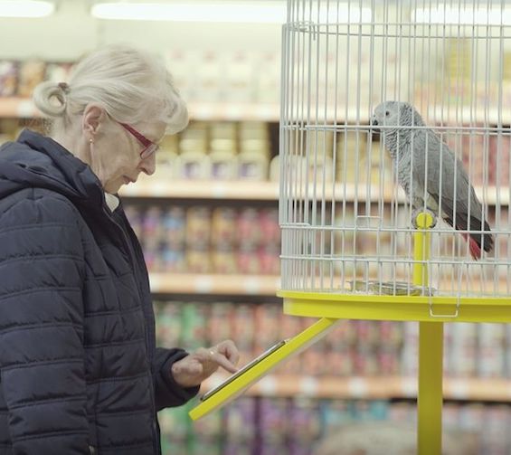 Woman using app in front of parrot in cage