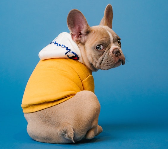 Specialist small breed dog in hoodie